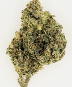 Close-up of a cannabis bud showcasing its dense, frosty trichomes and vibrant green hues on a white background.