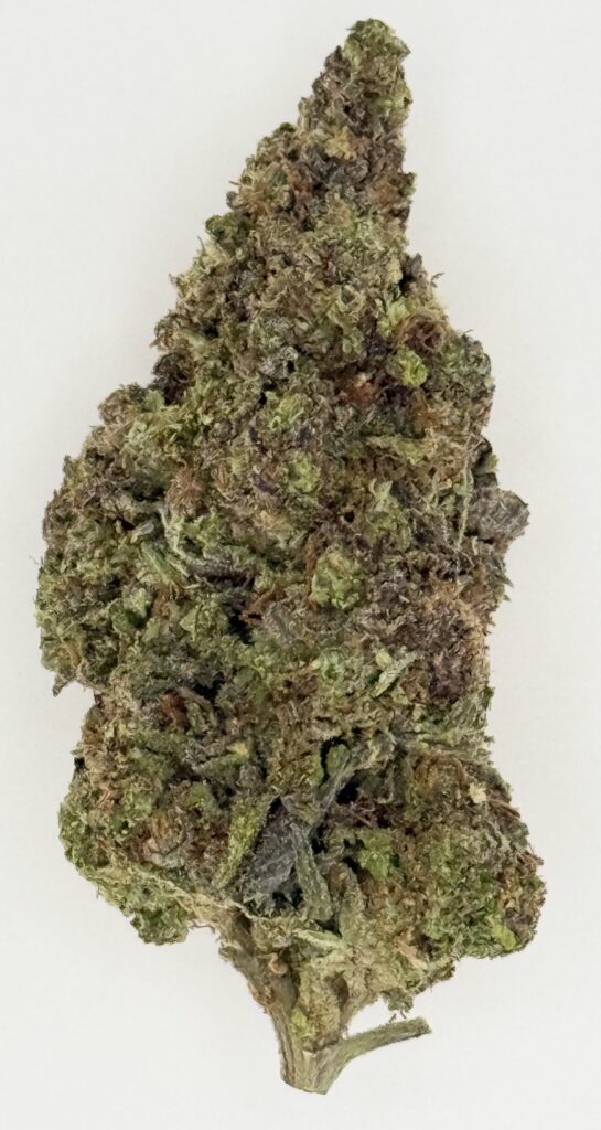 Close-up of a dense cannabis bud with green and brown hues, showcasing its rich texture and trichomes on a light background.