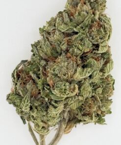 Close-up of a cannabis flower showing dense, green buds with orange pistils on a white background. Ideal for educational use.