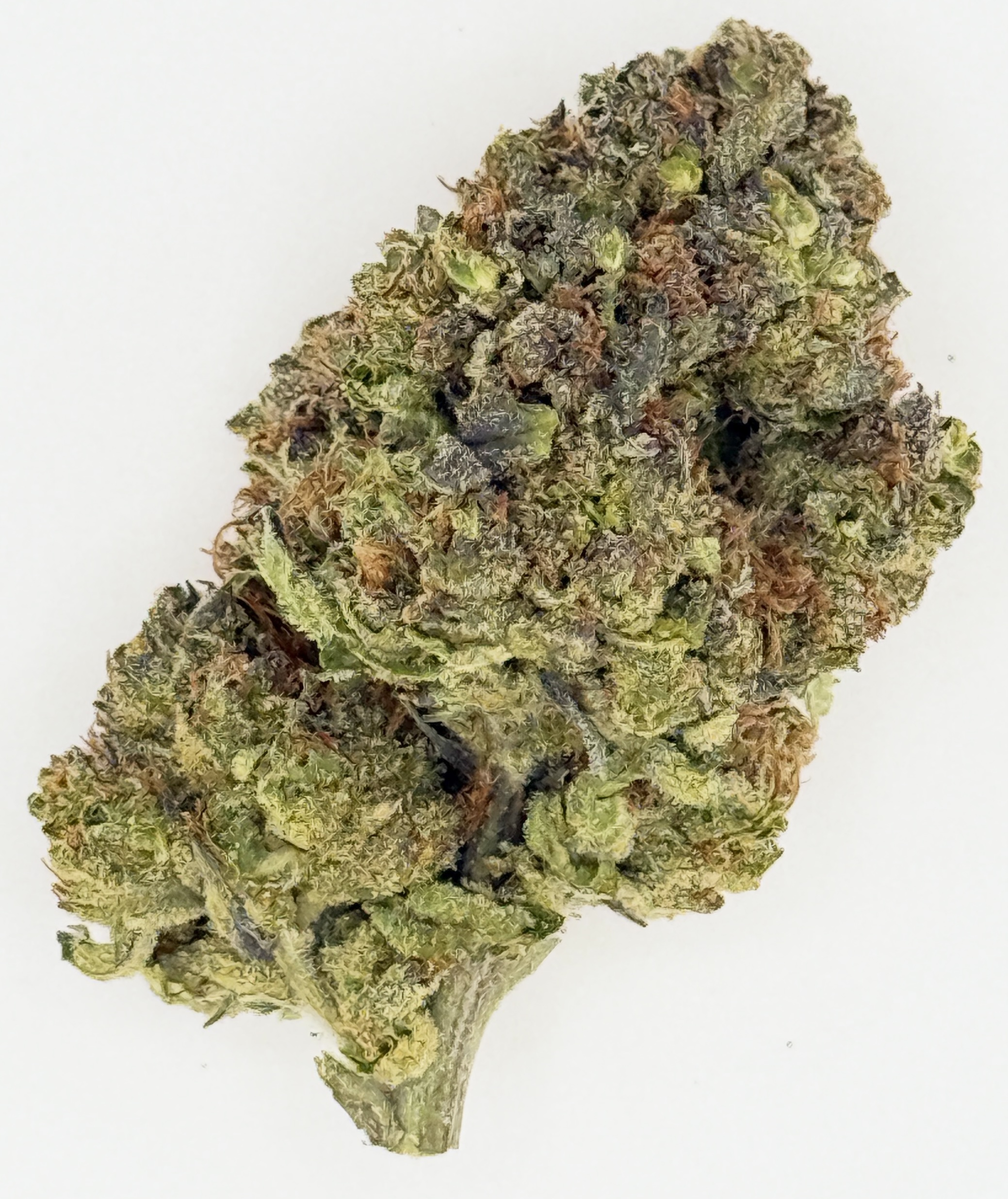 Legend OG 1 Close-up of a dense cannabis bud showcasing rich green hues and sparkling trichomes on a white background.