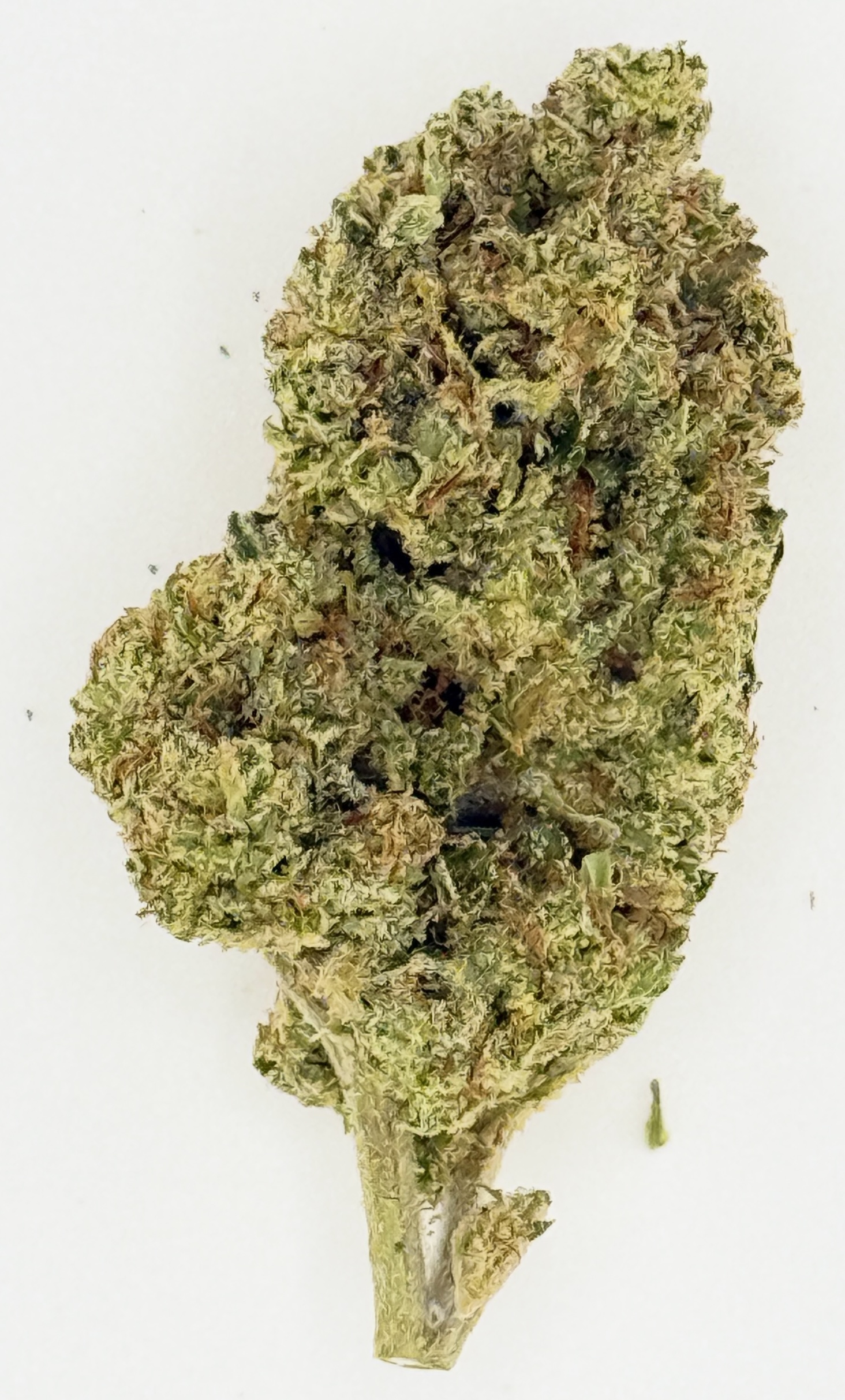Obama Runtz (Ounce) 1 Close-up of a cannabis bud showcasing its green color and fine trichomes on a white background.