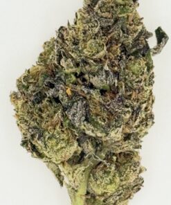 Close-up of cannabis bud highlighting its vibrant green and purple hues and rich texture against a neutral background.
