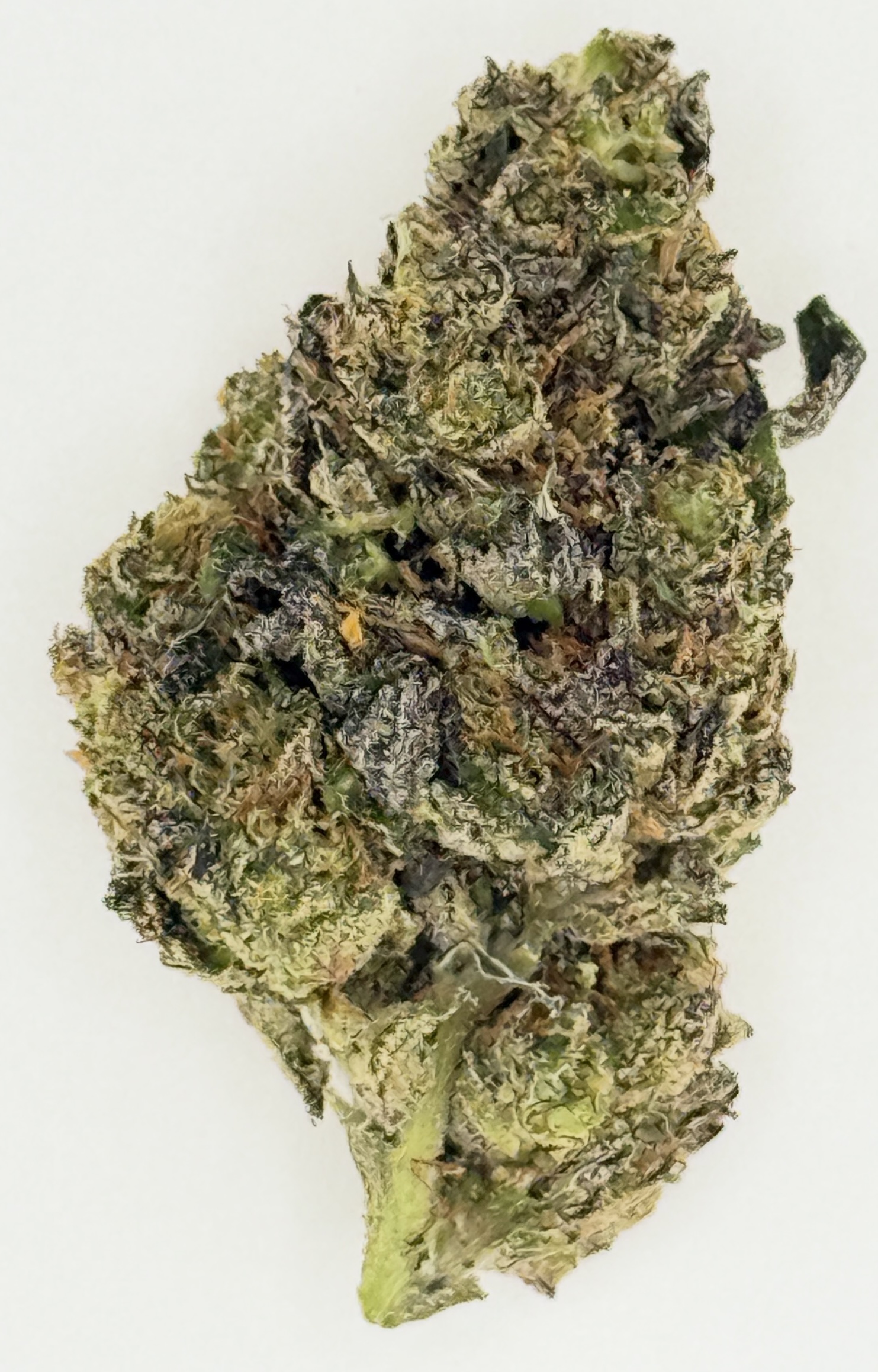 Permscotti 1 Close-up of cannabis bud highlighting its vibrant green and purple hues and rich texture against a neutral background.