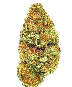 Close-up of a vibrant cannabis bud showcasing green and orange hues, highlighting its rich texture and density.
