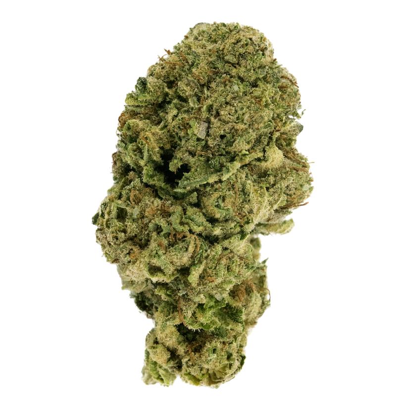 Saint Laurent 1 Close-up of a dense, green cannabis bud, showcasing its trichomes and vibrant texture against a white background.